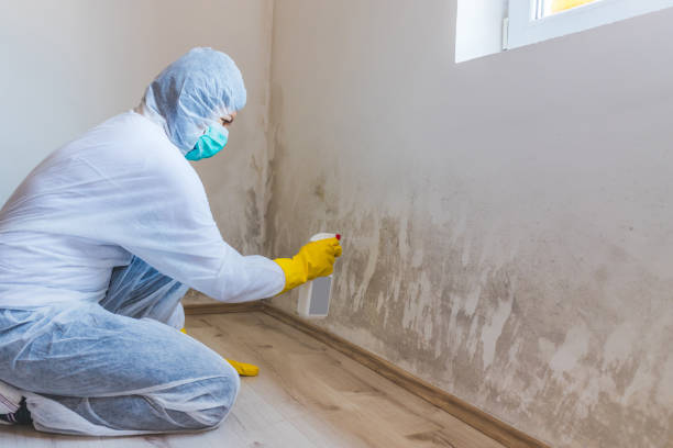 Licensed Attic Mold Removal service in Elmira, MI - WQB Mold Removal