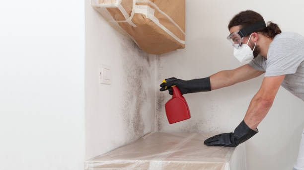 Professional Attic Mold Removal technician working in Elmira, MI