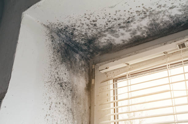 Affordable Attic Mold Removal solutions in Elmira, MI